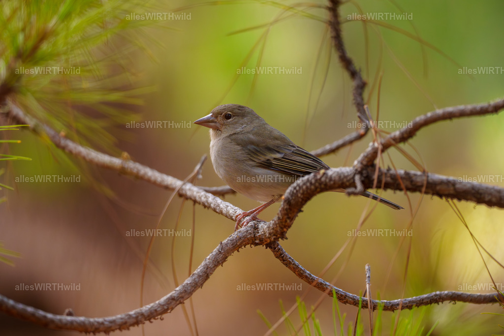allesWIRTHgut Tierfotografie - allesWIRTHgut.de - 7IV00438 | Entdecke die faszinierende Welt der Natur- und Wildlife-Fotografie von Daniel und Bärbel. Inspirierende Bilder von wilden Tieren und kleinen Naturwundern.