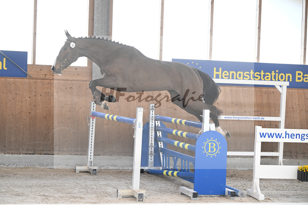 Kat-Nr. 37 Agana Filippa Z v. Aganix Du Seigneur_Schwendinger_14261850 | hf-fotografie - Realisiert mit Pictrs.com