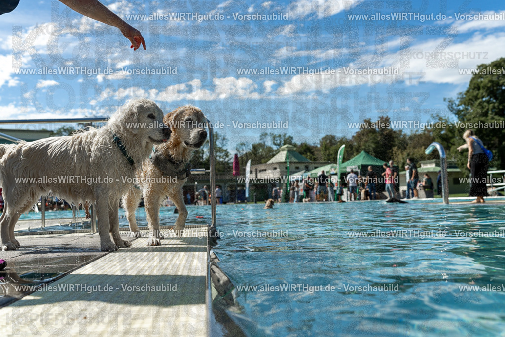 Hundeschwimmen_Volksbad_2026-allesWIRTHgut_Tierfotografie-2609061304-121426-7R500468 | Professionelle Tierfotografie in Mönchengladbach von Daniel Wirth (allesWIRTHgut). Liebevolle & natürliche Bilder von Hunden & Katzen für unvergessliche Erinnerungen.