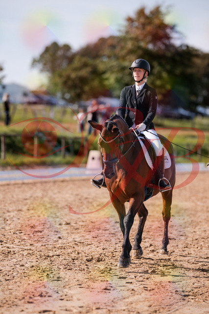 2026_10_03_Siefer-Hof_130825_Z81_60608201 | Professionelle Reitsport-, Turnier- und Eventfotografie von Robert Broda. Galerien mit ausgewählten und bearbeiteten Bildern direkt online ansehen und bestellen.