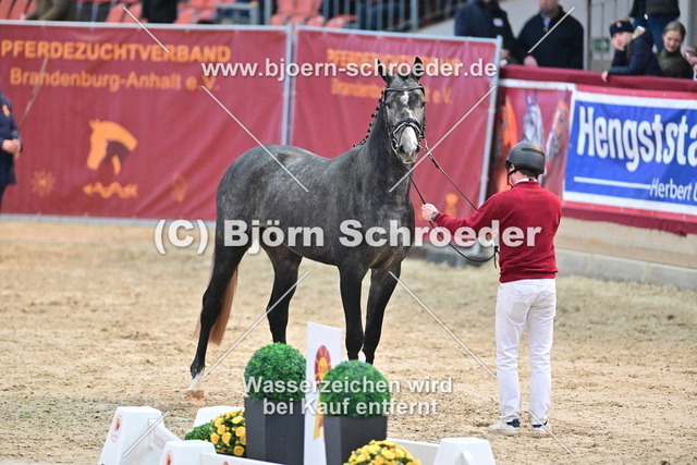 39_Hickstead White - Camarque_790_8629 | Björn Schroeder Pferdefotografie