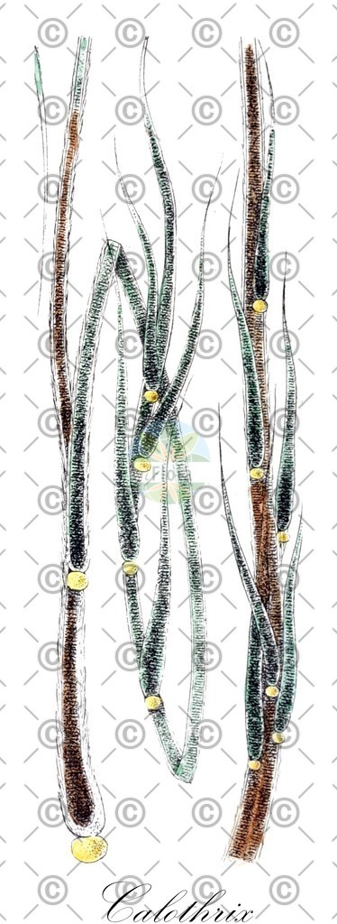 HistAbb_EMP_7704134_1_SIMPLE | Historische Abbildung von Calothrix - Rivulariaceae (0) | Historical Illustration of Calothrix - Rivulariaceae (0)