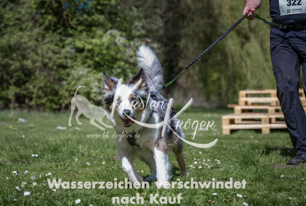 1234_ZZ92250-Bearbeitet | kk-dogfotos