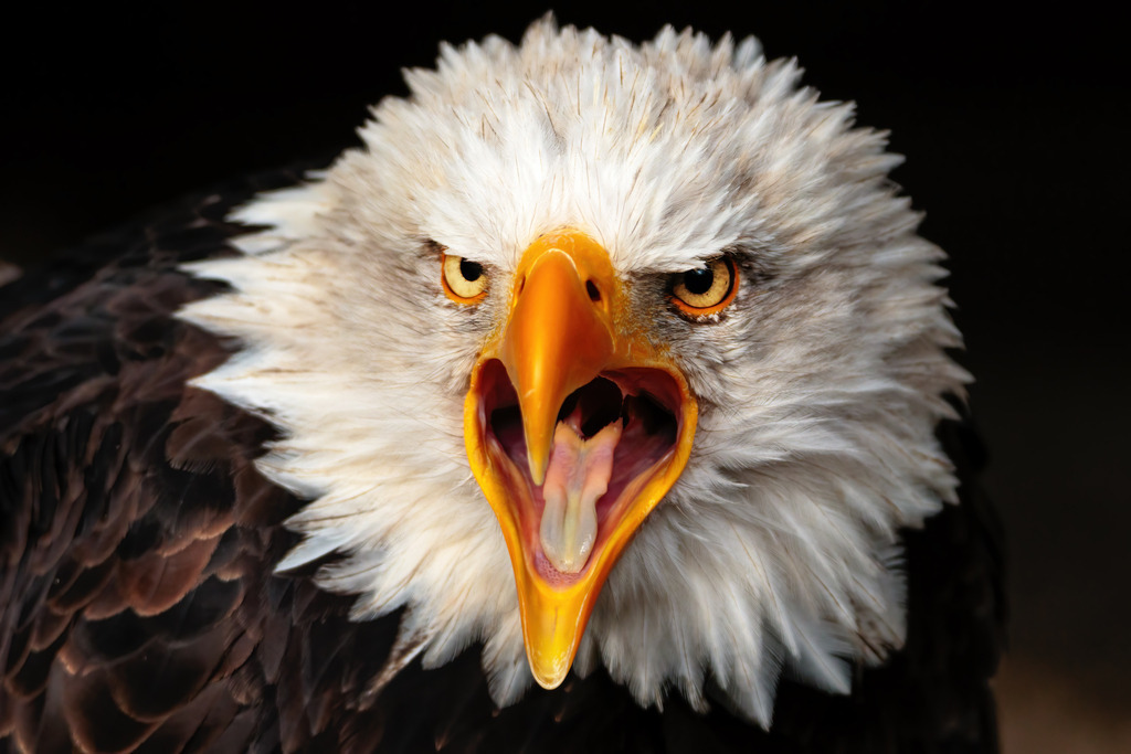 Wandbild - Der Ruf der Wildnis Weißkopfseeadler | Ein majestätischer Weißkopfseeadler in Nahaufnahme, der seinen Schnabel weit aufgerissen hat. Die scharfen, goldenen Augen und der kräftige gelbe Schnabel des Adlers vermitteln ein Gefühl von Stärke und Entschlossenheit. Die feinen Details des weißen Gefieders am Kopf und der dunklen Federn am Körper sind gut zu erkennen. Der Hintergrund ist dunkel und unscharf, wodurch der Fokus vollständig auf den imposanten Vogel gelenkt wird.
