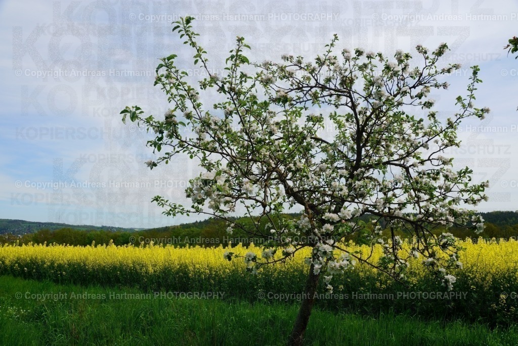 Blühender Apfelbaum | Blühender Apfelbaum - Realisiert mit Pictrs.com