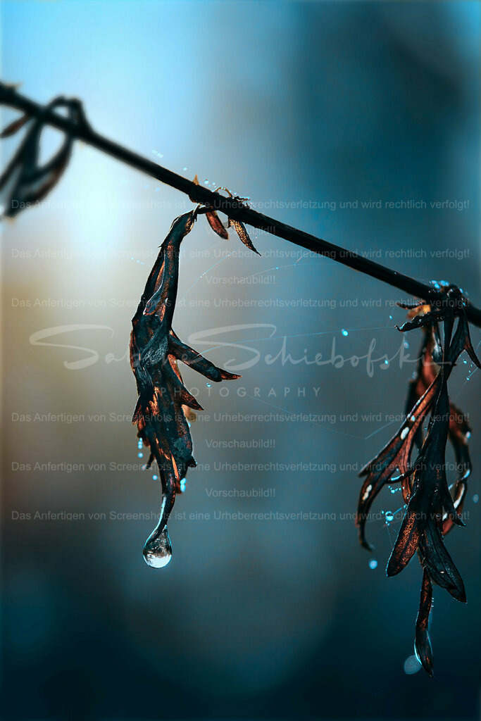 Wandbild Blatt und Tropfen | People- und Tierfotografie, Imageaufnahmen, Veranstaltungsfotografie und Wandbilder aus der Natur ★ Made in Germany ✔️ Druck + Downloads ✔️ Naturfotografie in Top Qualität ★ schneller Versand, weltweite Lieferung! - Realisiert mit Pictrs.com