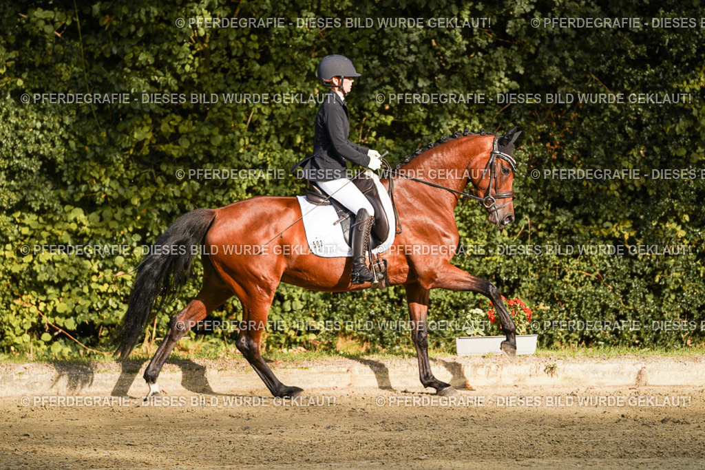 DSC04857 | Pferdegrafie