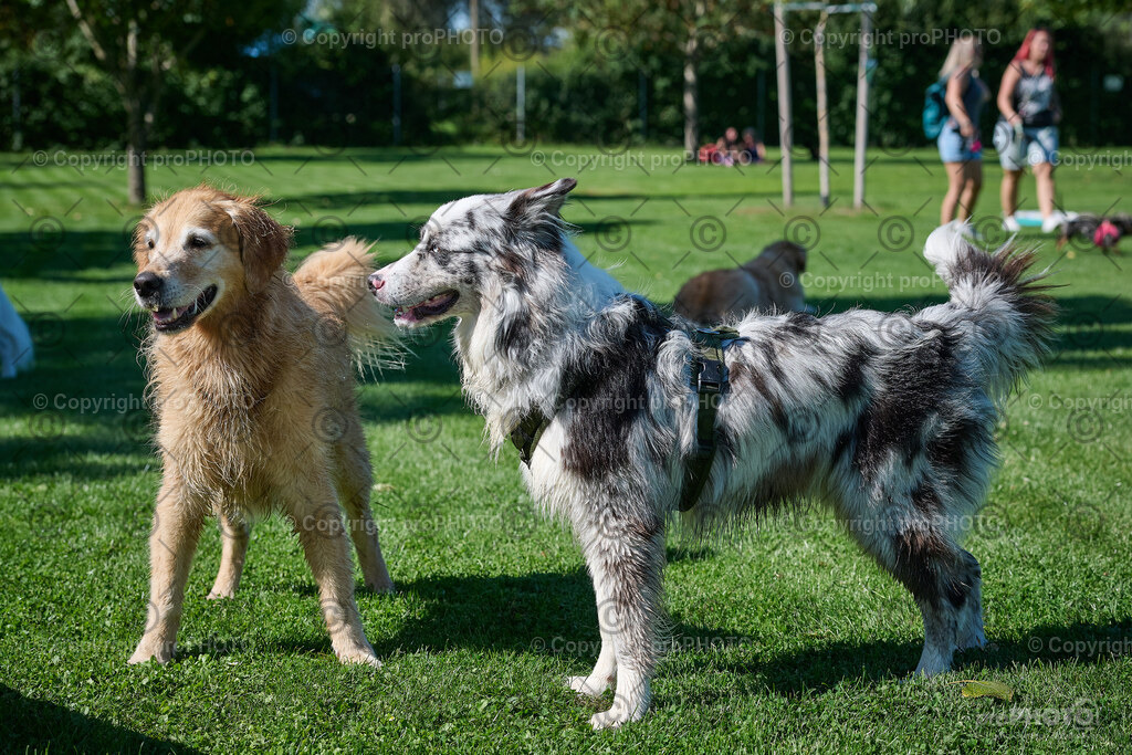 053_202509_4Hundebadetag_NZ9_2259 | proPHOTO - Realisiert mit Pictrs.com