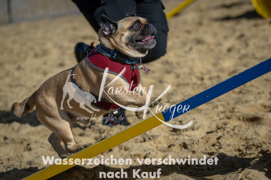1115_ZZ90838 | kk-dogfotos