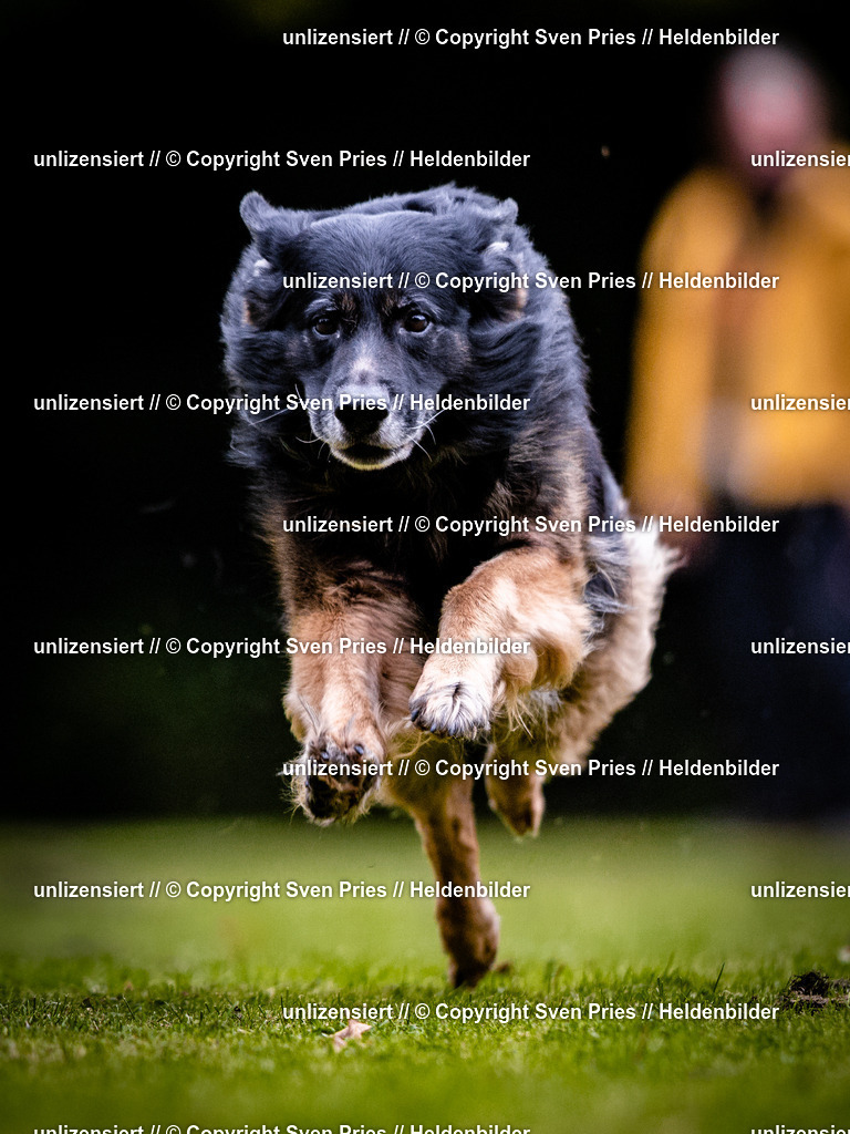 Sven Pries | 2025-10-03 - Hunderennen Obergrombach - Realisiert mit Pictrs.com