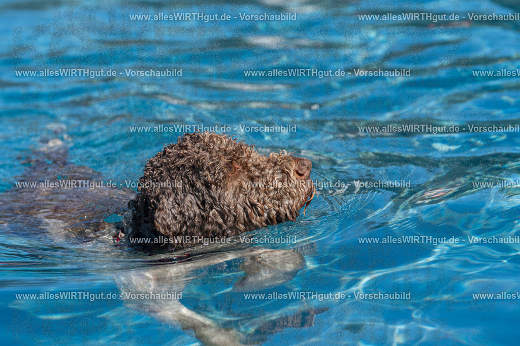 Hundeschwimmen_Volksbad_2026-allesWIRTHgut_Tierfotografie-2609061141-FAY06294 | Professionelle Tierfotografie in Mönchengladbach von Daniel Wirth (allesWIRTHgut). Liebevolle & natürliche Bilder von Hunden & Katzen für unvergessliche Erinnerungen.