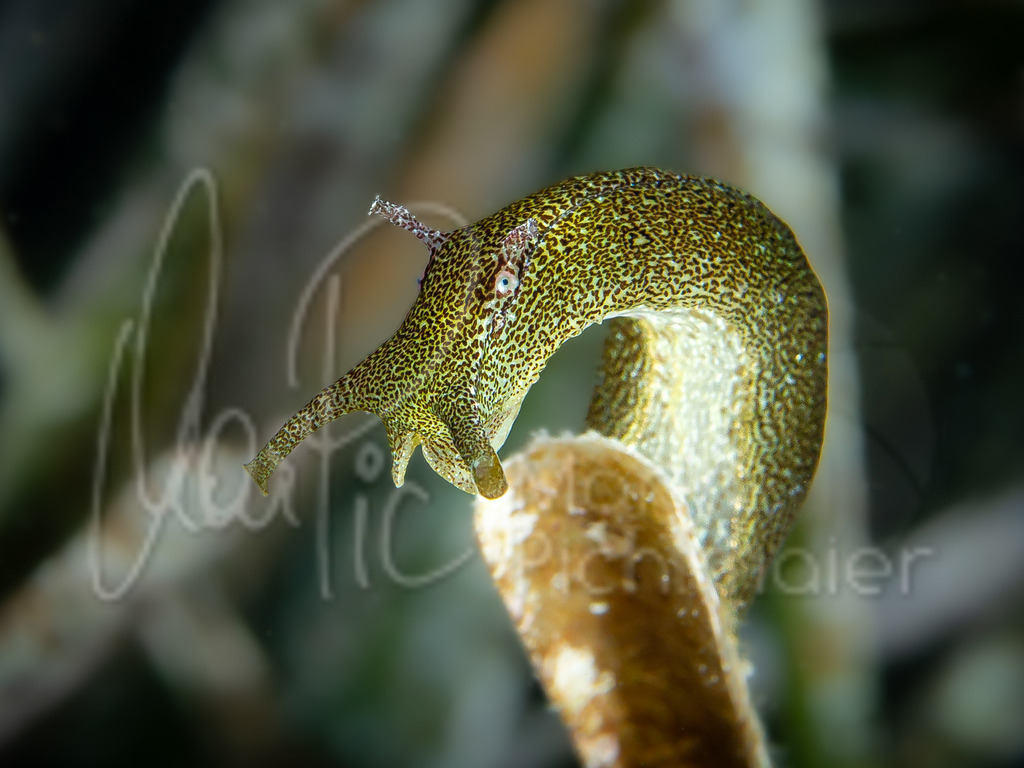 Petalifera petalifera | Nacktschnecke / nudibranch - Realisiert mit Pictrs.com