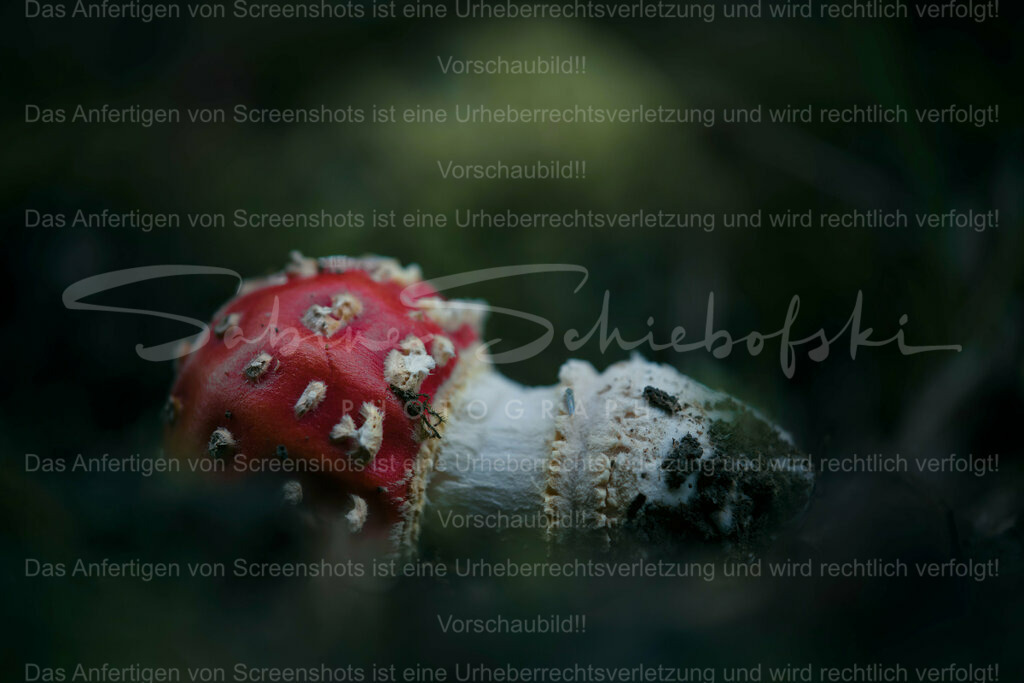 Wandbild Fliegenpilz | People- und Tierfotografie, Imageaufnahmen, Veranstaltungsfotografie und Wandbilder aus der Natur ★ Made in Germany ✔️ Druck + Downloads ✔️ Naturfotografie in Top Qualität ★ schneller Versand, weltweite Lieferung! - Realisiert mit Pictrs.com