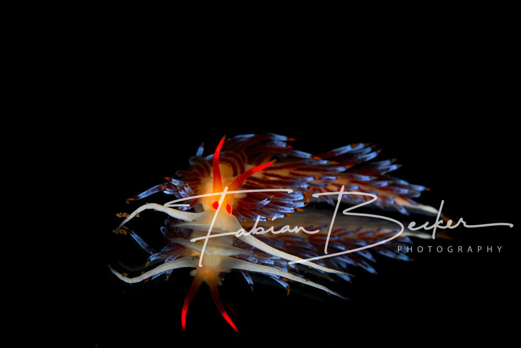 Reflections I | Einzigartige Wandbilder von faszinierenden Unterwasserwelten. Exklusive Kunst für Empfangsbereiche, Wohnraum oder Wartezimmer. - Realisiert mit Pictrs.com