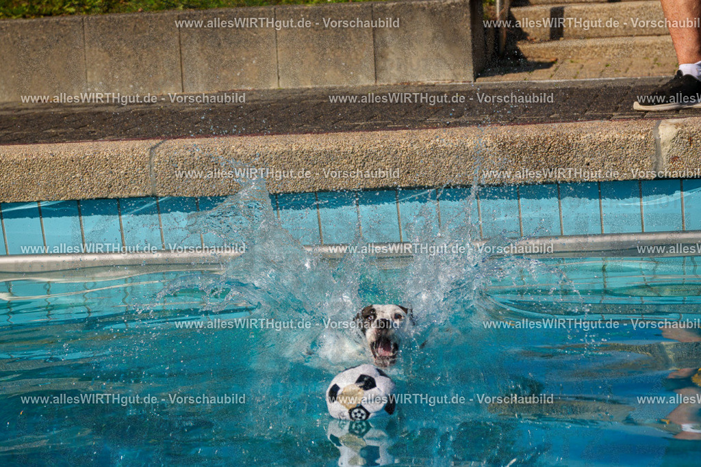 Hundeschwimmen_Grefrath_2026-allesWIRTHgut_Tierfotografie-13_48-FAY00729 | Professionelle Tierfotografie in Mönchengladbach von Daniel Wirth (allesWIRTHgut). Liebevolle & natürliche Bilder von Hunden & Katzen für unvergessliche Erinnerungen.