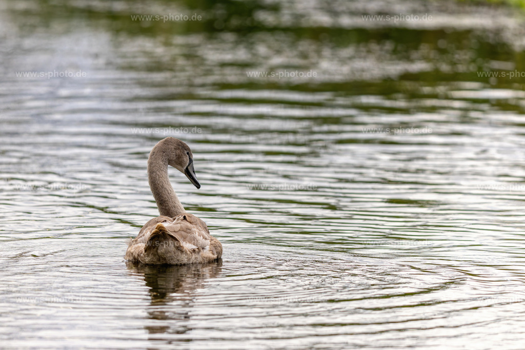 Jungschwan | Nachwuchs bei Familie Schwan - Realisiert mit Pictrs.com