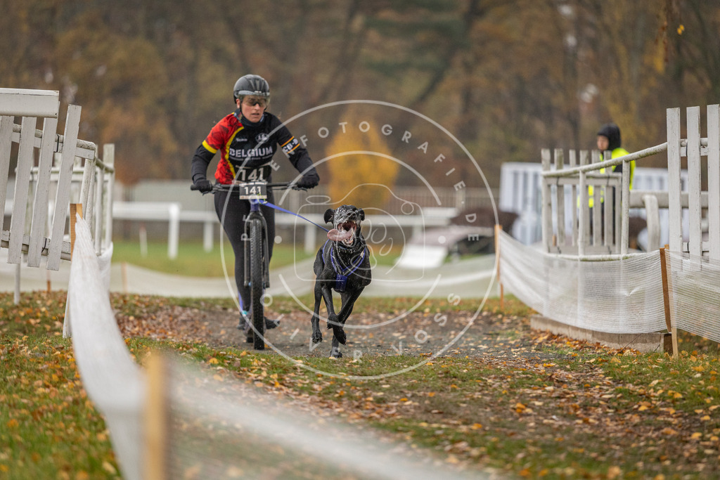CaniXpix_DV3A7848 | Hundefotografie, Tierfotograf, Pfotenfotografie, Fotoshooting Hund, Hunde Portrait, Hundesport, Hundeportraits, Heideshooting, Hunde, Sportfotograf, Hundefotograf, Turnierhundsport, THS,  - Realisiert mit Pictrs.com