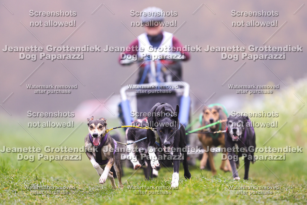 Dog Paparazzi - Visbeck 25 -35 | Dog Paparazzi Jeanette Grottendiek Fotografie & Videografie - Realisiert mit Pictrs.com