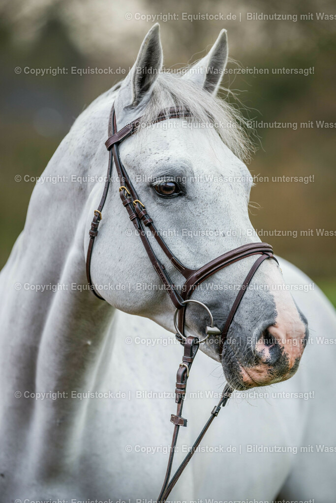 20160226_Cornado_0002 | equistock