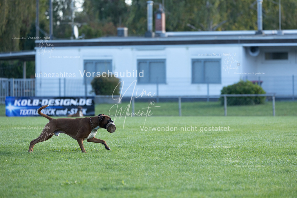 _16A6228 | Einzigartige Fotos von Hunden & Menschen –Actionfotos, Portraits, Vereinsaufnahmen & Paarshootings – authentisch, lebendig & mit Herz.