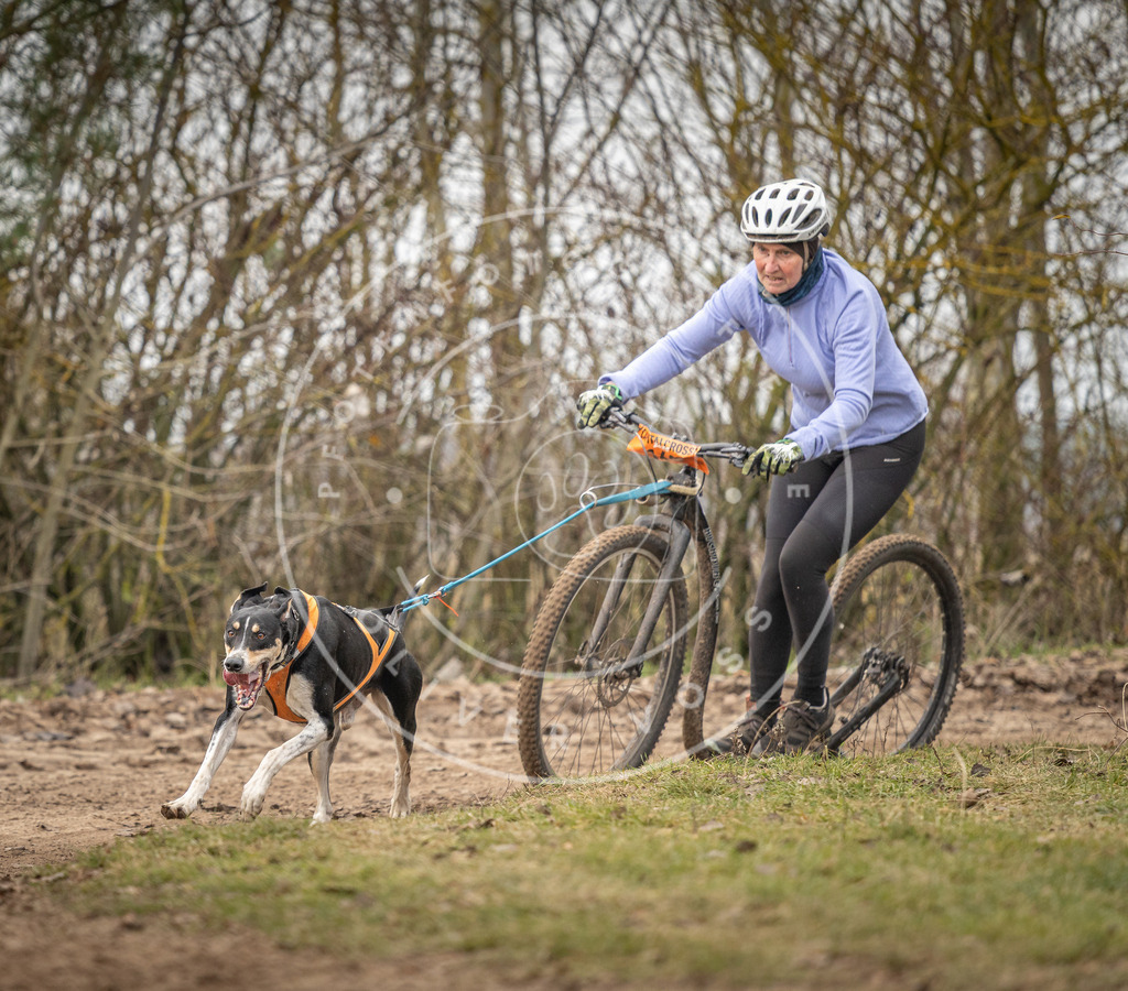 Pfotenfotografie_DV3A9622 | Hundefotografie, Tierfotograf, Pfotenfotografie, Fotoshooting Hund, Hunde Portrait, Hundesport, Hundeportraits, Heideshooting, Hunde, Sportfotograf, Hundefotograf, Turnierhundsport, THS,  - Realisiert mit Pictrs.com