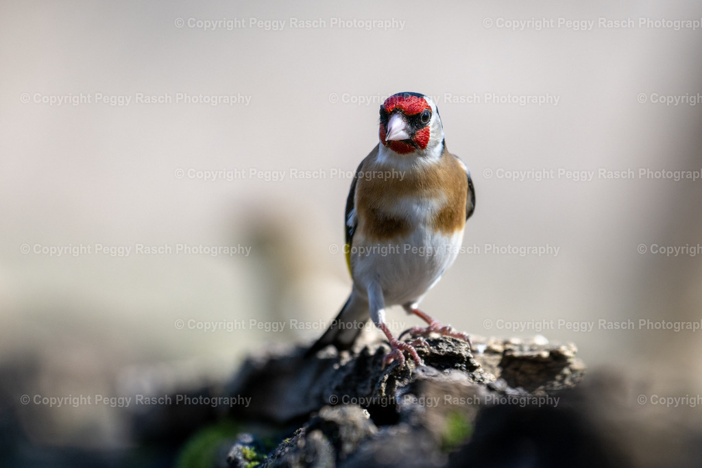 Stieglitz (5) | PeggyRaschPhotography - Realisiert mit Pictrs.com