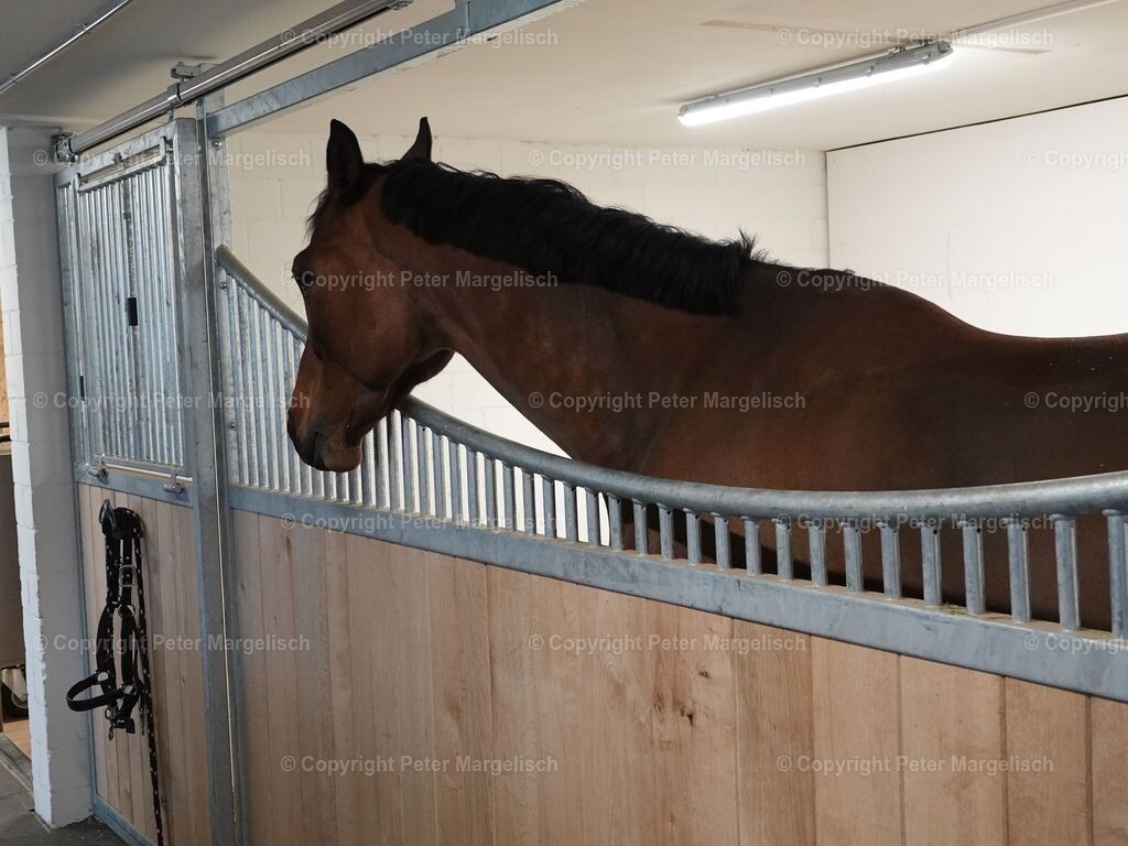 k-DSC06127 | Schwingen - Realisiert mit Pictrs.com