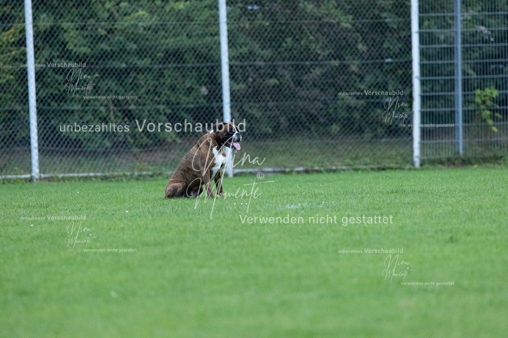 _16A4507 | Einzigartige Fotos von Hunden & Menschen –Actionfotos, Portraits, Vereinsaufnahmen & Paarshootings – authentisch, lebendig & mit Herz.