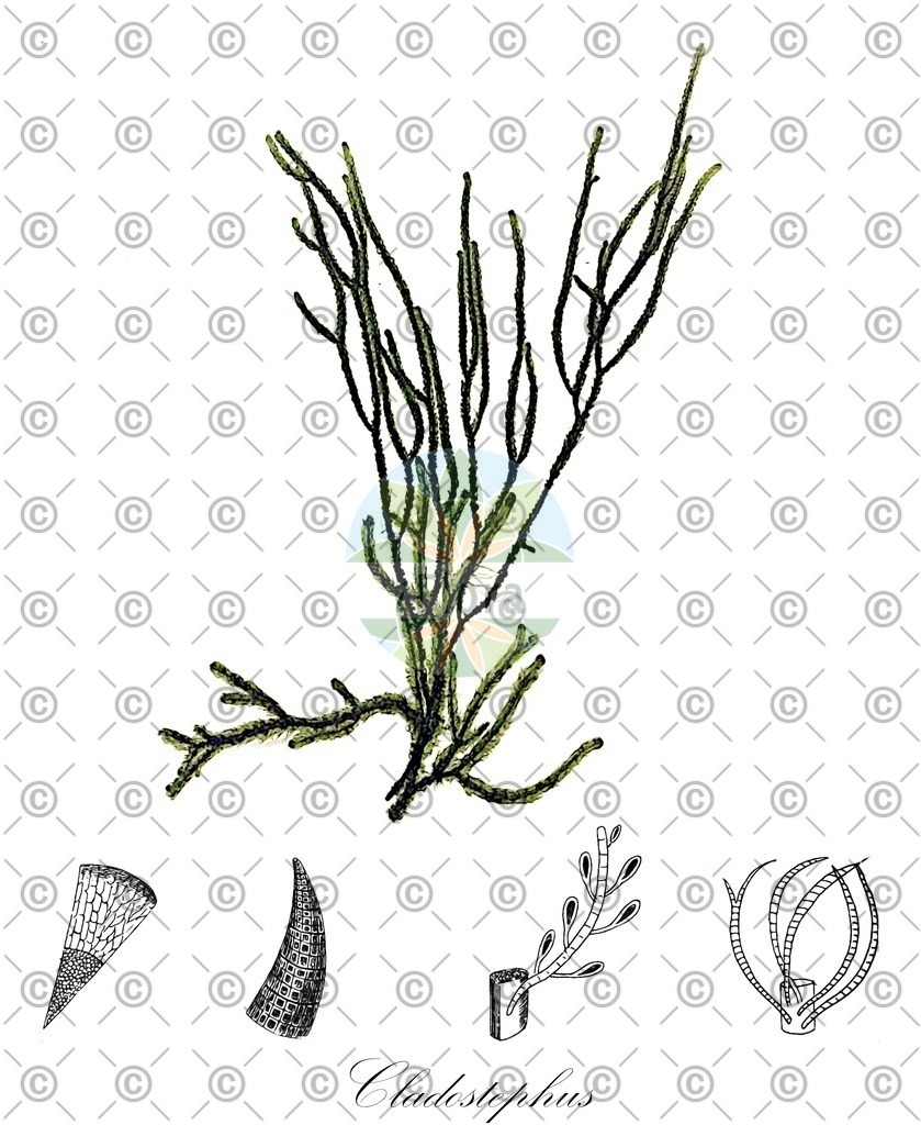 HistAbb_wfo-0001298699_1_ENZY_Simple | Historische Abbildung von Cladostephus - Cladostephaceae (0) | Historical Illustration of Cladostephus - Cladostephaceae (0)