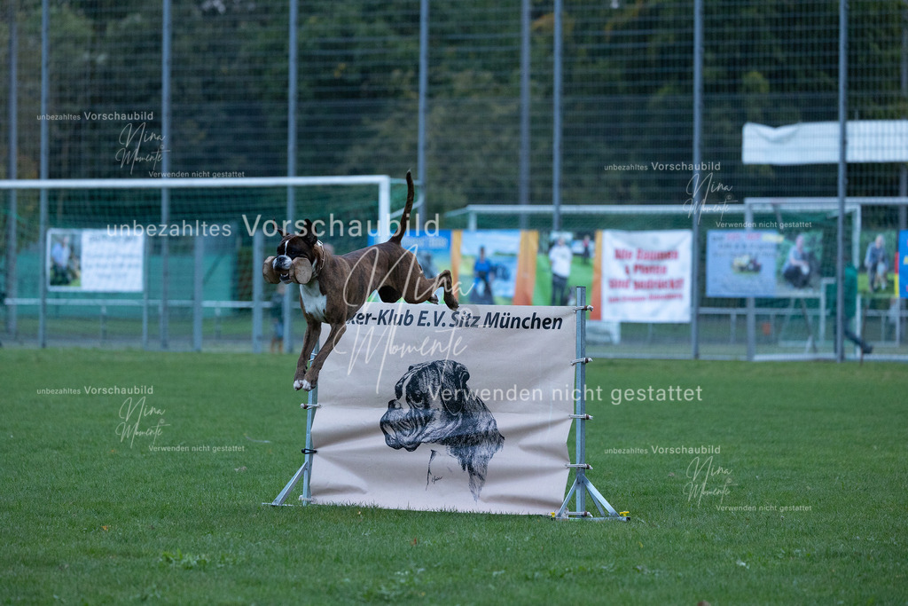 _16A4462 | Einzigartige Fotos von Hunden & Menschen –Actionfotos, Portraits, Vereinsaufnahmen & Paarshootings – authentisch, lebendig & mit Herz.