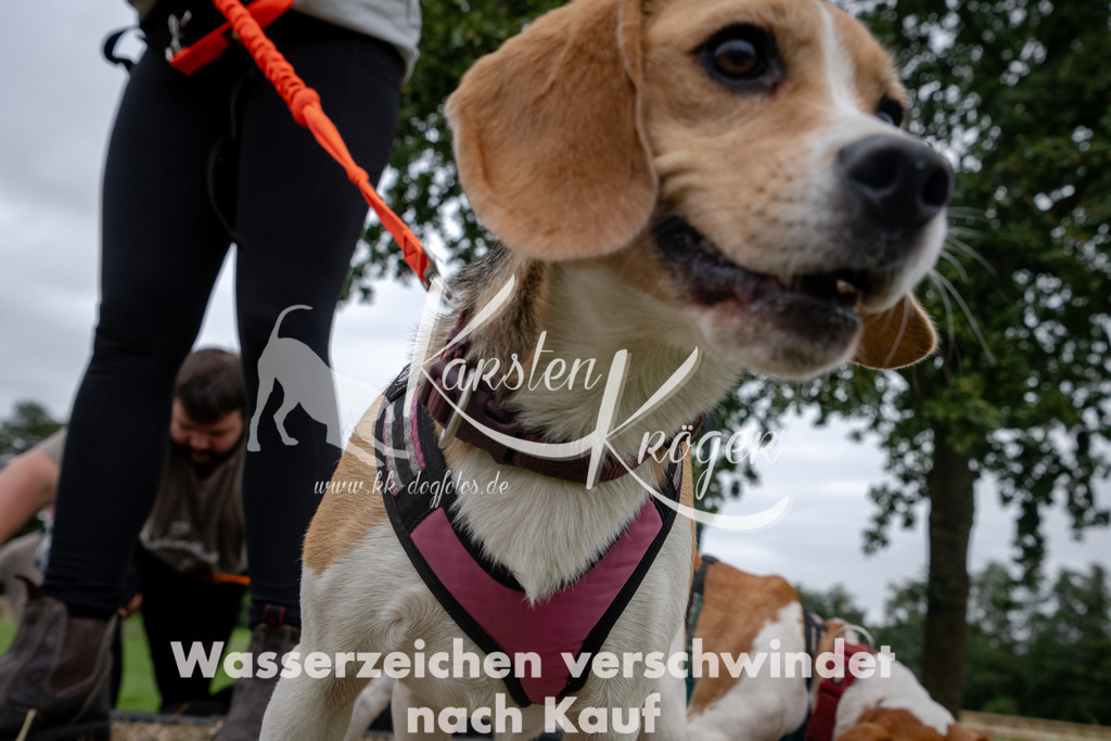 1258_ZZ92841 | kk-dogfotos