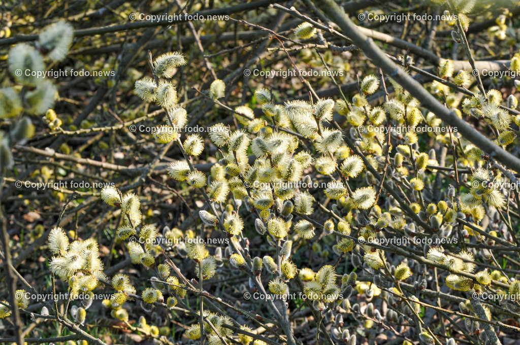 Frühling_ Blumen_ Frühlingsboten_ 28.03.2022-18 | 28.03.2022, Linz, AUT, Fruehling, Blumen, Fruehlingsboten, im Bild Weidenkaetzchen, Sal Weide