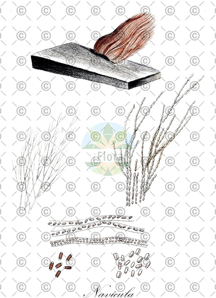 HistAbb_wfo-0000249750_1_ENZY_Simple | Historische Abbildung von Navicula - Naviculaceae (0) | Historical Illustration of Navicula - Naviculaceae (0)