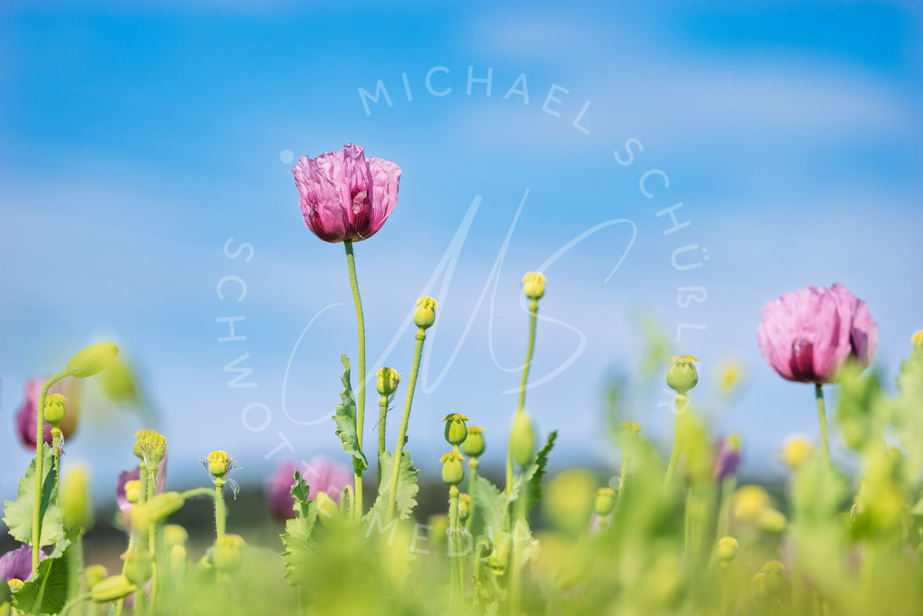 2025-05-20 2025-05-20 Erlenbacher Oelmuehle Mohnblumen 075 | Schwotte Media - Realisiert mit Pictrs.com