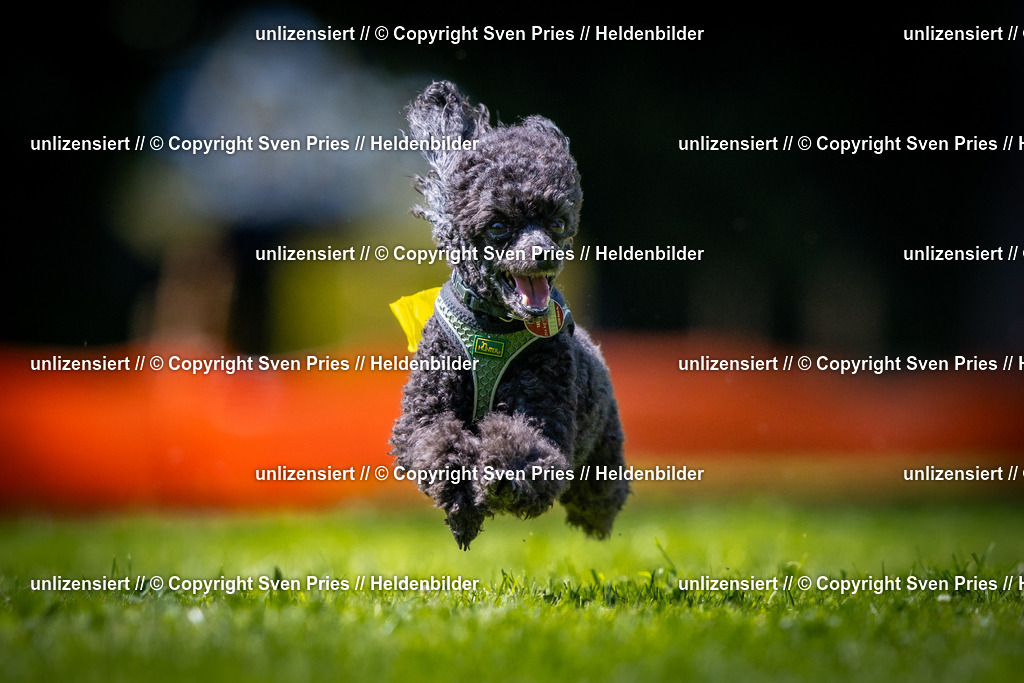 Sven Pries | 2025-08-10 - Hunderennen Durlach - Realisiert mit Pictrs.com