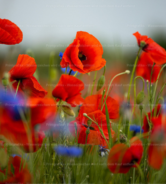 Mohnblumen im Sommerfeld | Leuchtend rote Mohnblumen in einer sommerlichen Wiese. Die kräftigen Blüten und der weiche Hintergrund schaffen ein lebendiges, natürliches Motiv mit warmer, ländlicher Atmosphäre. - Realisiert mit Pictrs.com