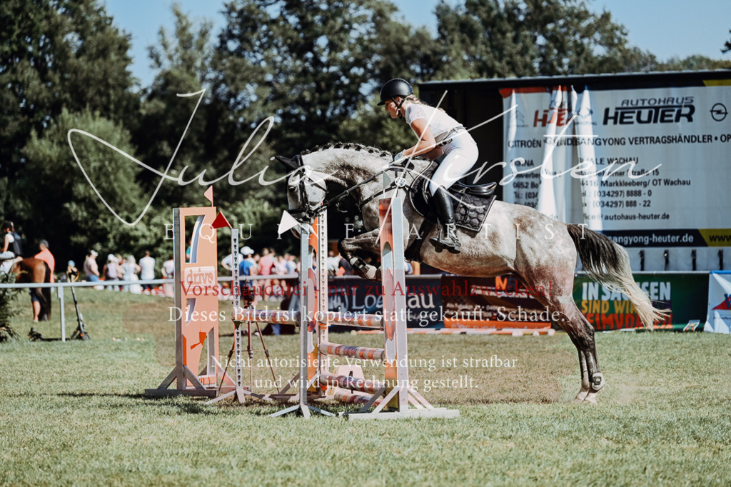 DSC_6793 | Pferde- und Turnierfotografie in Westsachsen. Pferdeportraits, Auftragszeichnungen und intuitive Kunst.