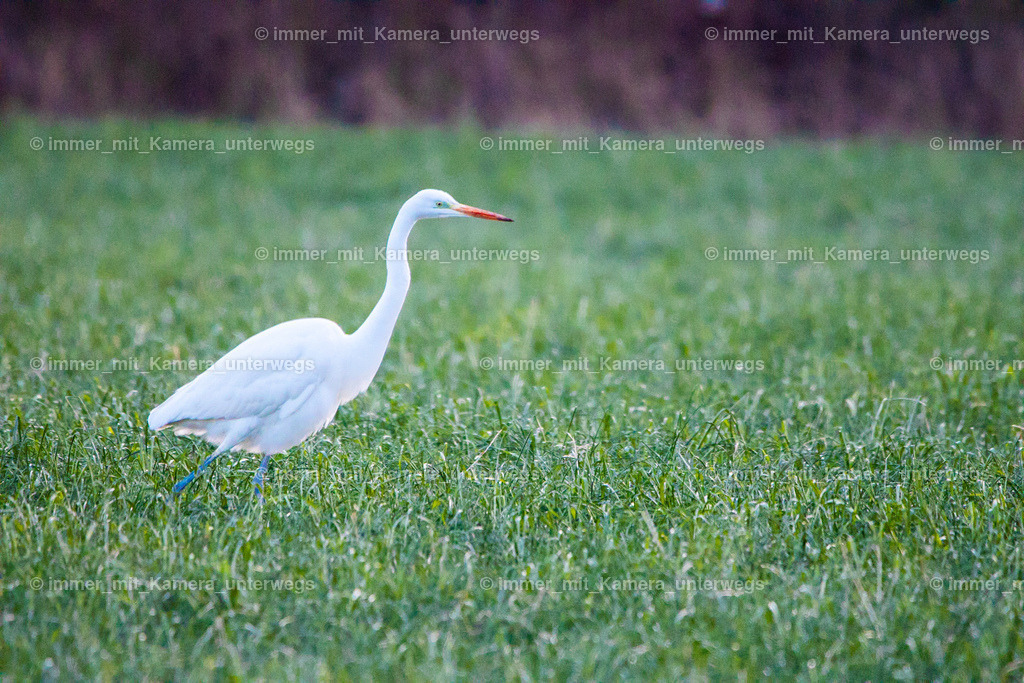 _MG_0788 | immer_mit_kamera_unterwegs