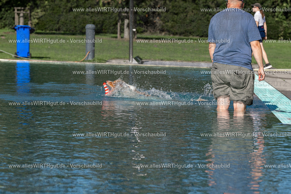 Hundeschwimmen_Volksbad_2026-allesWIRTHgut_Tierfotografie-2609061039-FAY05971 | Professionelle Tierfotografie in Mönchengladbach von Daniel Wirth (allesWIRTHgut). Liebevolle & natürliche Bilder von Hunden & Katzen für unvergessliche Erinnerungen.
