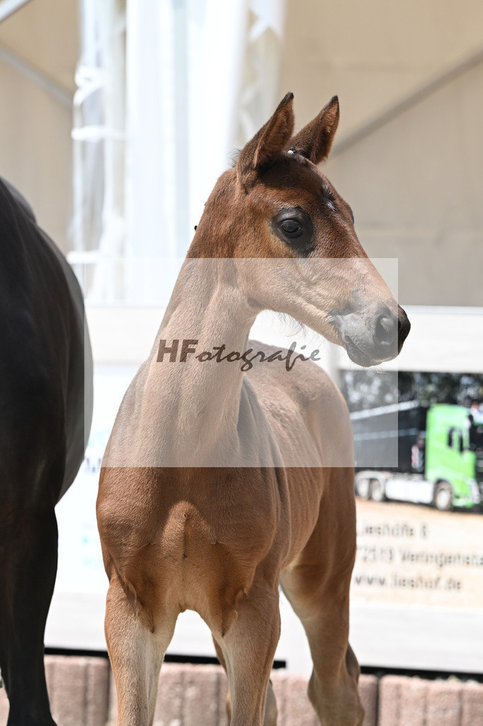 Vitalos x Lord Leopold_SF_Strohmeier_12250891 | hf-fotografie - Realisiert mit Pictrs.com