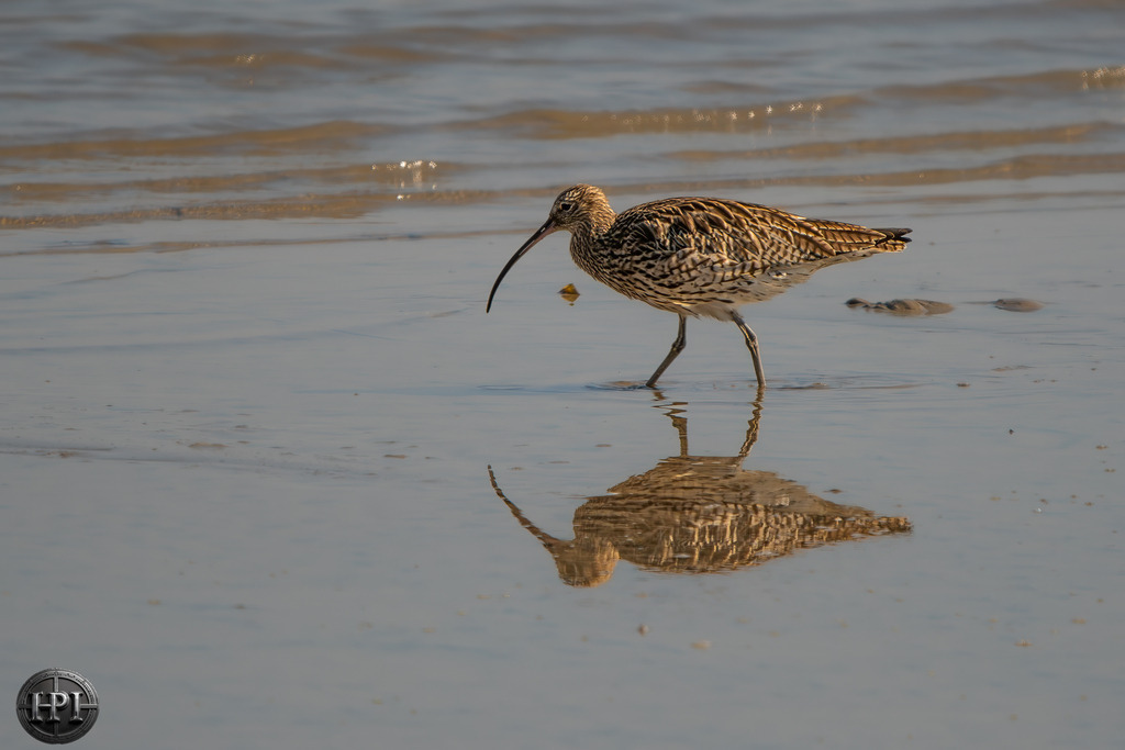 Brachvogel | Holzisphotography, Landschaftsfotografie, Wildlifefotogorafie - Realisiert mit Pictrs.com