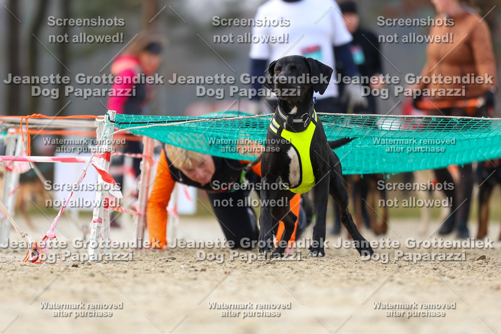Dog Paparazzi - Strongdog North Mrz26-4187 | Dog Paparazzi Jeanette Grottendiek Fotografie & Videografie - Realisiert mit Pictrs.com
