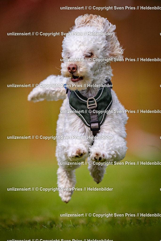 Sven Pries | 2024-09-22 - Hunderennen Baden-BadenPudelverein - Realisiert mit Pictrs.com