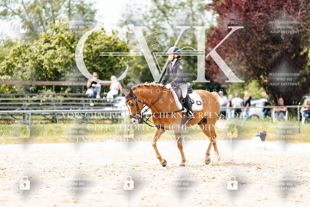 CK902474 | Turnierfotografie Pferdefotografie Trier Rheinland-Pfalz Pferdesport Reitsport Tierfotografie Sportfotografie Pferdevideo Pferdevideografie Equestrianvideography equestrianphotography  - Realisiert mit Pictrs.com