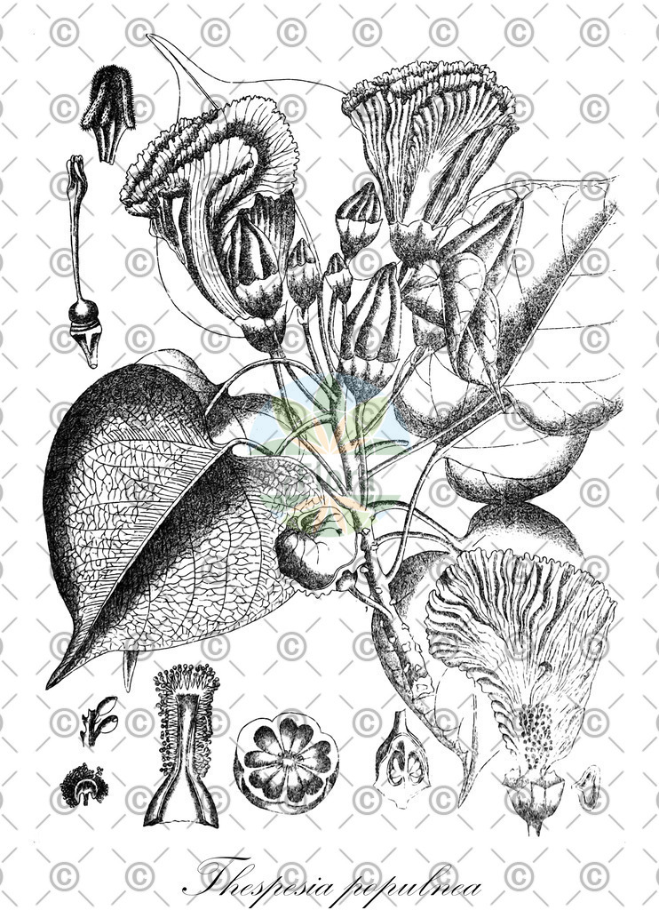 HistAbb_wfo-0000025579_1_ENZY_Simple | Historische Abbildung von Thespesia populnea - Malvaceae | Historical Illustration of Thespesia populnea - Malvaceae (cork-tree;majagua;portia tree;seaside mahoe)