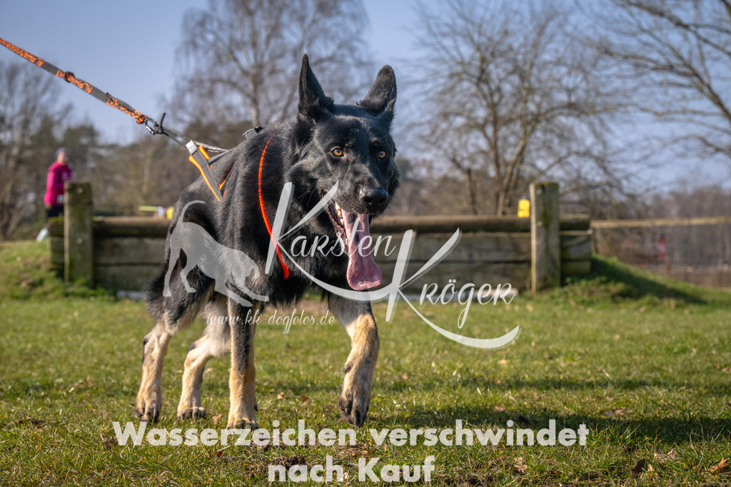 _ZZ93419 | kk-dogfotos