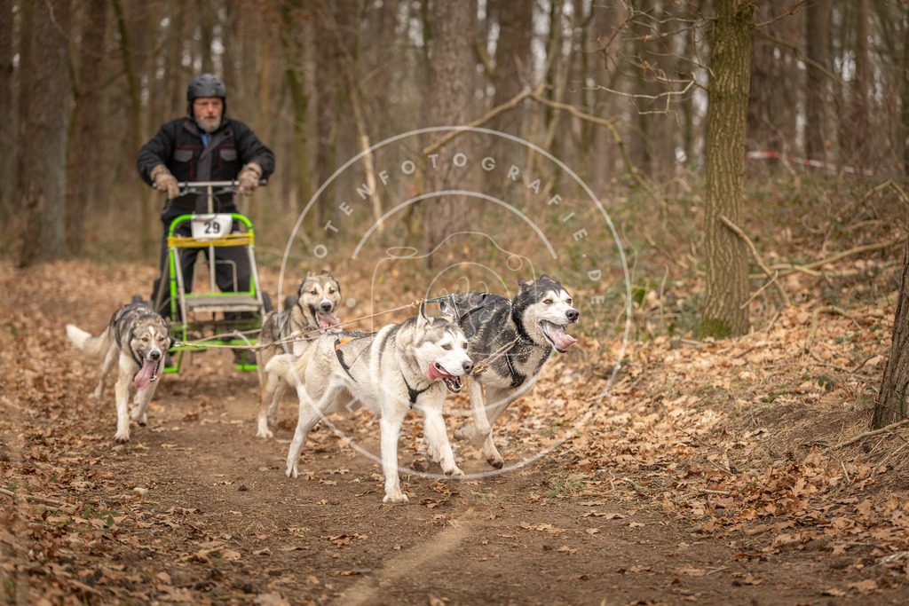 Pfotenfotografie_DV3A8887 | Hundefotografie, Tierfotograf, Pfotenfotografie, Fotoshooting Hund, Hunde Portrait, Hundesport, Hundeportraits, Heideshooting, Hunde, Sportfotograf, Hundefotograf, Turnierhundsport, THS,  - Realisiert mit Pictrs.com
