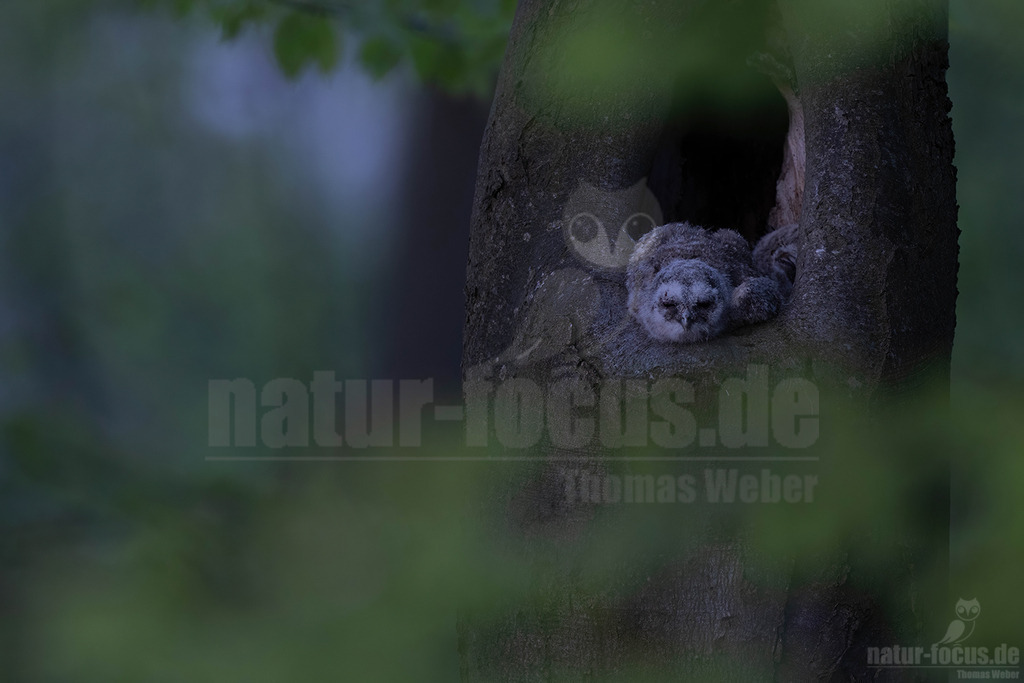 R5NF8510-20230430 | Tier, Vogel, Waldkauz, Kauz, Eule, Wald, Herbst, Laub, Farben, Herbstfarben, Strix, Nachtgreif - Realisiert mit Pictrs.com