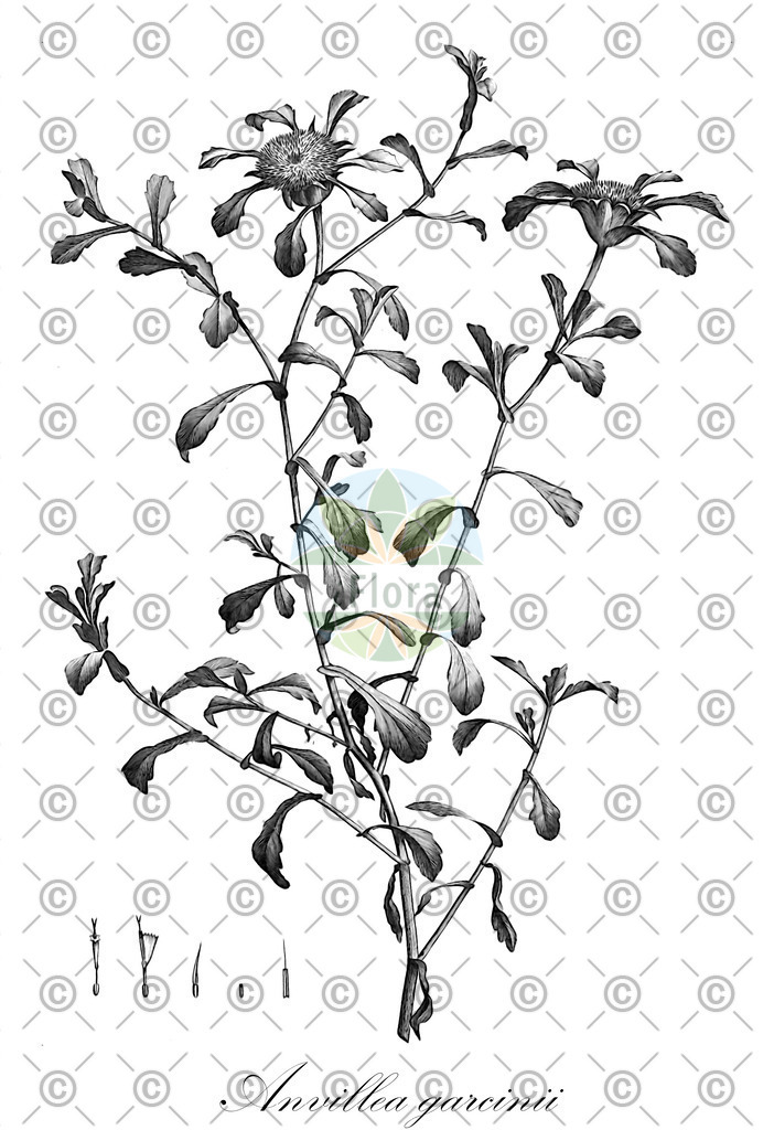 HistAbb_wfo-0001191968_1_ENZY_Simple | Historische Abbildung von Anvillea garcinii - Asteraceae | Historical Illustration of Anvillea garcinii - Asteraceae