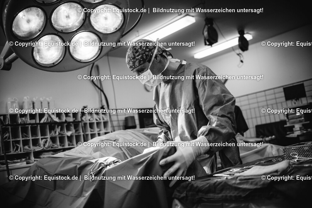 20160309_Sehnenschnitt_OP__0037 | equistock